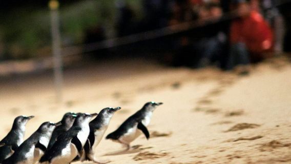 ทัวร์ด่วนชมเพนกวินที่เกาะฟิลลิป จากเมลเบิร์น