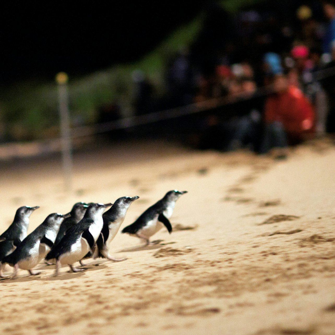 Phillip Island Penguins Express Tour from Melbourne