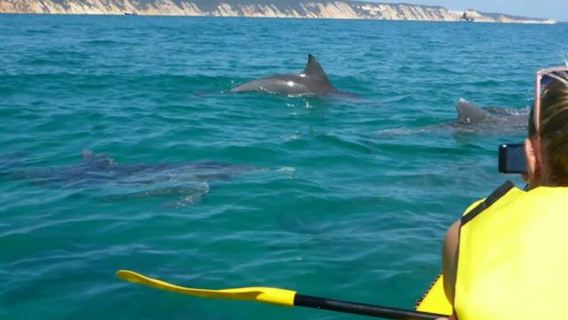 Noosa: Day Tour with Dolphin View, Sea Kayak & Beach 4x4 Adventure