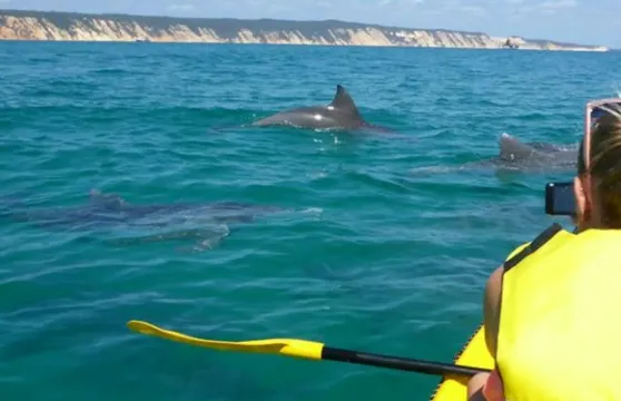 努沙：觀賞海豚日遊、海上划艇及沙灘四驅車探險