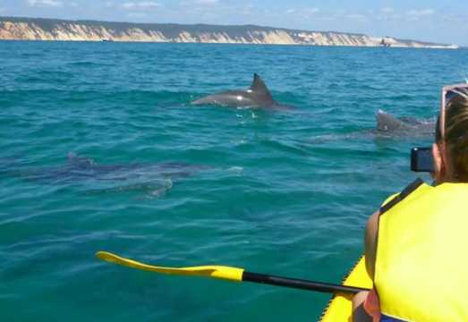 Noosa: Day Tour with Dolphin View, Sea Kayak & Beach 4x4 Adventure AUD 158.85