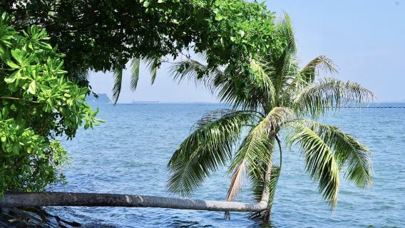 新加坡定制包車-魚尾獅公園新加坡濱海灣花園聖淘沙等【市區接駁】