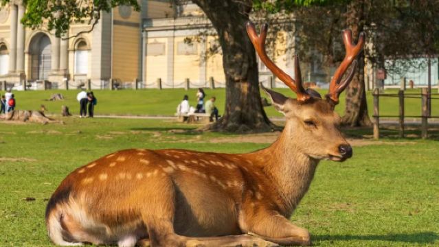 京都奈良+清水寺+八阪神社+奈良公園+東大寺一日遊【中文導遊