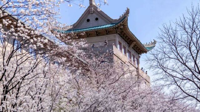 Wuhan University Campus Visit 1-Day Tour [Optional In-Depth Guide by Current Students | Private Customized Small Group]