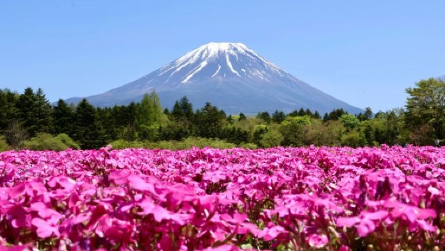 Mt. Fuji One-Day Tour: Kawaguchiko, Yamanakako Swan Onsen & Shibazakura Festival