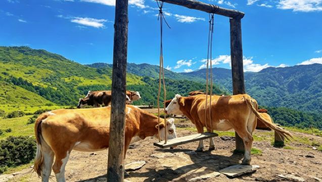 甘海子/雲中牧場一日遊 ｜成都周邊雲端秘境・高山・草甸・雲海