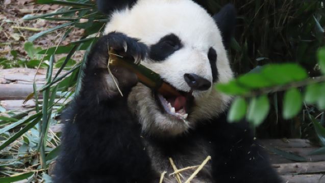 [ทัวร์เหมารถสองภาษา] ประสบการณ์อาสาสมัครดูแลหมีแพนด้าเชิงลึก·เลือก 1 ใน 2 ฐานะ ตูเจียงเยี่ยน หรือ ว่อหลง