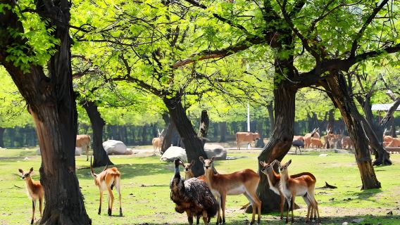 Xi'an Qinling Wildlife Park Private Day Tour | Multiple Vehicle Options + Ideal for Family Groups