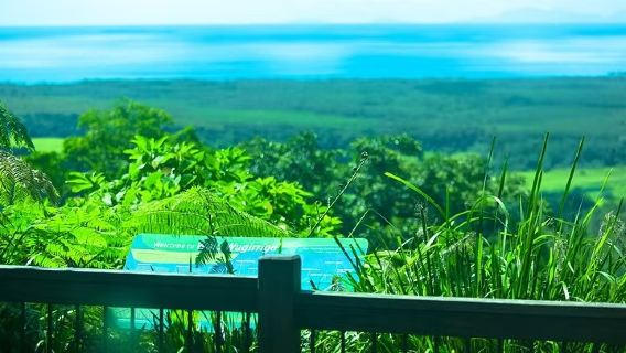 Lawatan Sehari Ekologi ke Hutan Hujan Daintree - Cape Tribulation Cairns