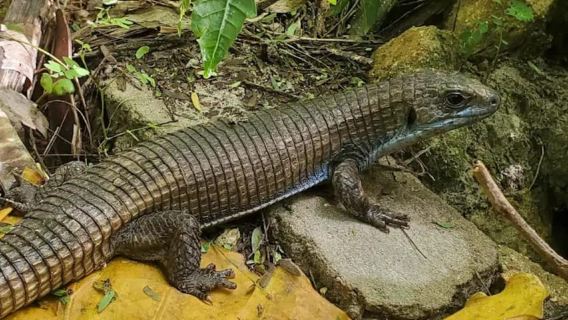 Zanzibar: Jozani Forest, Reptile Park, and Mtende Beach Tour