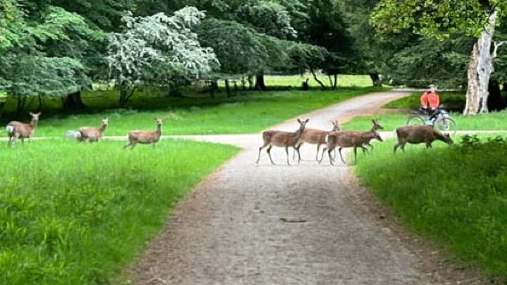 Copenhagen: City Highlights and Deer Park Bike Tour