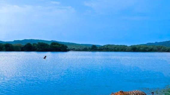 Sawai Madhopur: Ranthambore National Park Guidet Jeep Safari