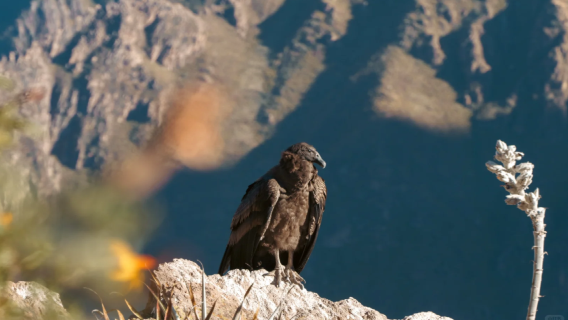 Passeio de um dia pelo Cânion do Colca no Peru: Mirante da Cruz do Condor + Termas do Colca | sem ingressos!