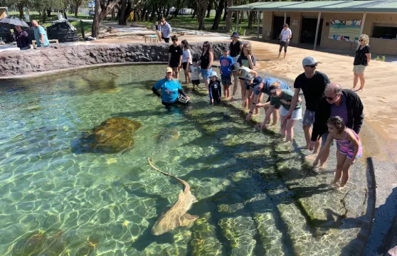 伊魯康吉水族館邂逅鯊魚和鰩魚體驗成人