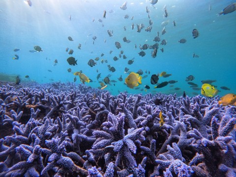 2026 澎湖花火節｜澎湖藍洞｜南方四島國家公園跳島｜紫色薰衣草浮潛