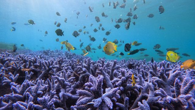 2026 Pescadores Adaları Havai Fişek Festivali | Pescadores Adaları Mavi Mağara | Güney Dört Ada Milli Parkı Ada Atlama | Mor Lavanta Şnorkelle Dalış