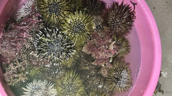 海南三亞大東海趕海體驗【提供趕海工具+教練陪同指導+海洋知識科普講解】