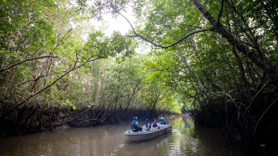 Excursion à la mangrove de Bintan ou aux lucioles avec transfert à l'hôtel et repas en option|Indonésie