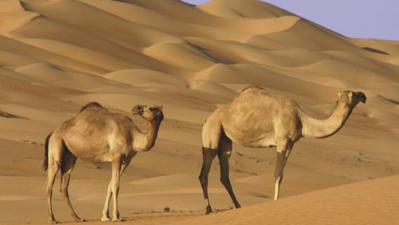 From Muscat Private Tour: Full Day Wahiba Sands & Sur