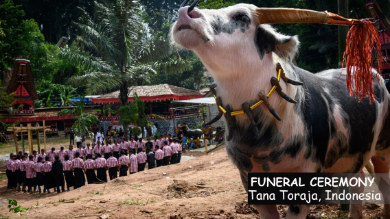 Tana TorajaExperiences