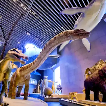 Shanghai Natural History Museum - Vast Collection of Rare