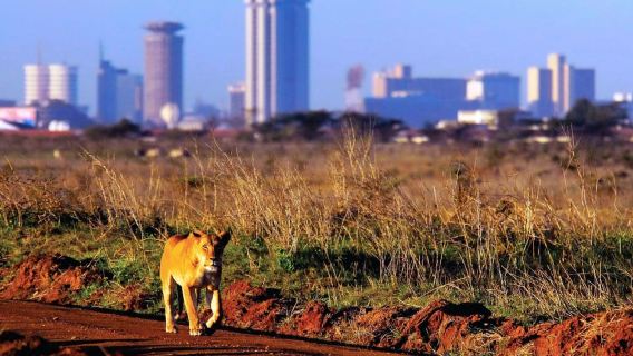 Nairobi National Park Full or Half-Day Tour with Guide