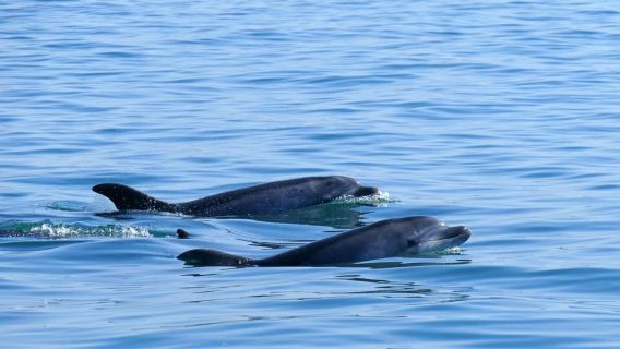 Ab Faro: Delfinbeobachtung & Wildtiere
