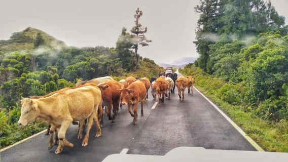 1-day jeep tour on the island of Pico - Azores