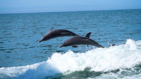 ClearwaterTours