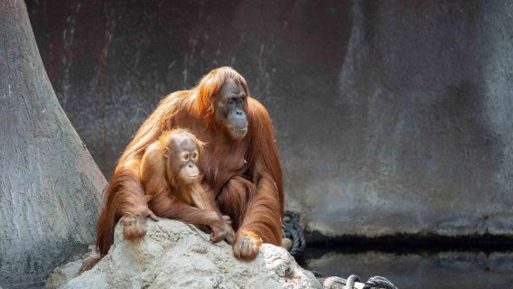 Kebun Binatang Praha: Tiket Masuk Lewati Antrean