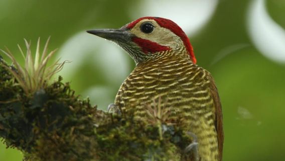 Durban: Birdwatching Tour
