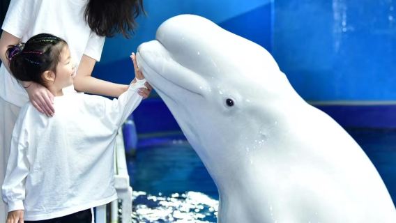 青島極地海洋公園+遊艇出海+棧橋+八大關+五四奧帆一日遊