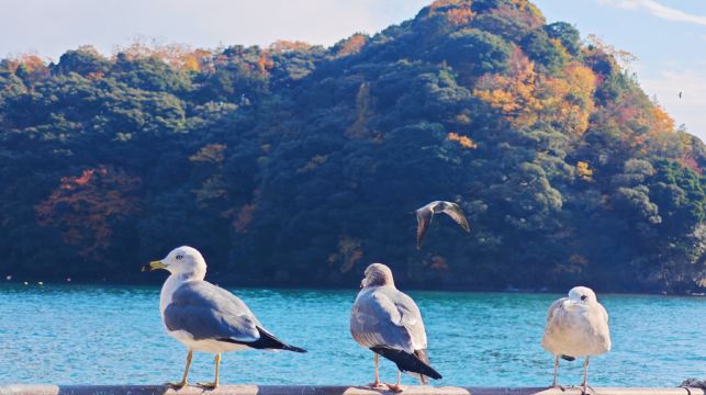 京都天橋立、伊根舟屋一日遊，含天橋立纜車票和伊根灣觀光船票