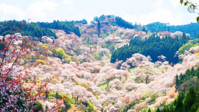 [Edizione limitata stagione dei ciliegi] Tour di un giorno a Osaka con interazione con i teneri cervi al Parco di Nara e ammirazione dei ciliegi a Yoshinoyama
