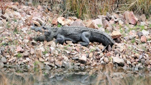 Ranthambore : Chambal Sanctuary Boat Safari