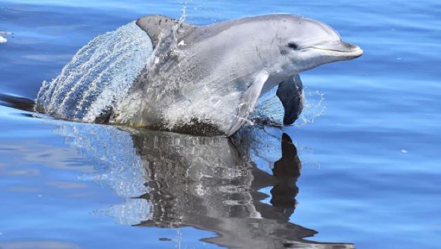 ทัวร์ล่องเรือจับล็อบสเตอร์และดูโลมาในแมนดูร่าห์ เพิร์ท ทางตะวันตกของออสเตรเลีย