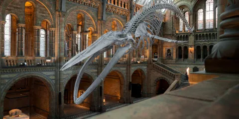 英國倫敦-親子遊學專線-大英博物館-自然史博物館|包車專線