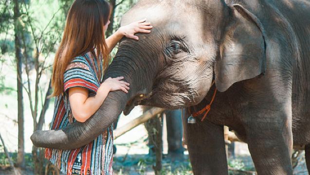 Chiang Mai Lanna Elephant Sanctuary + Namtok Bua Tong-Nam Phu Chet Si National Park 1-day tour