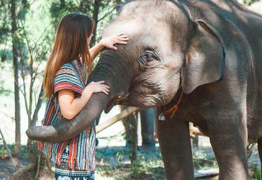 Chiang Mai Lanna Elephant Sanctuary + Namtok Bua Tong-Nam Phu Chet Si National Park 1-day tour