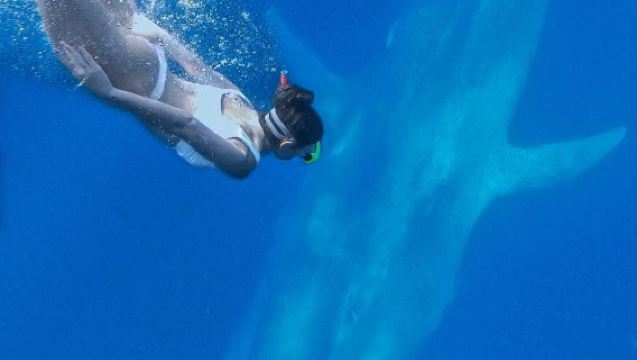 Sri LankaMirissaTauchen entdeckenSchnorcheln4 Stunden [Schnorcheln mit Walen in Mirissa]