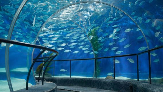 Lawatan sehari kekeluargaan sewaan peribadi Shanghai | Muzium Sains dan Teknologi + Akuarium Laut + Bersantai di Riverside