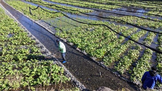 Wasabi Farm Walking Tour with Lunch
