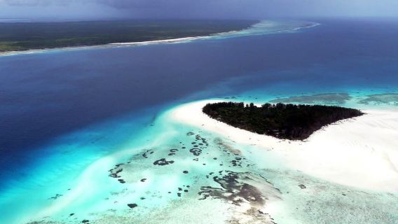 Zanzibar : Swim with dolphin + Snorkel mnemba coral Reef