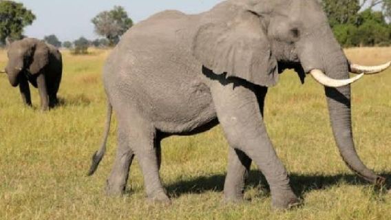 JohannesburgTours