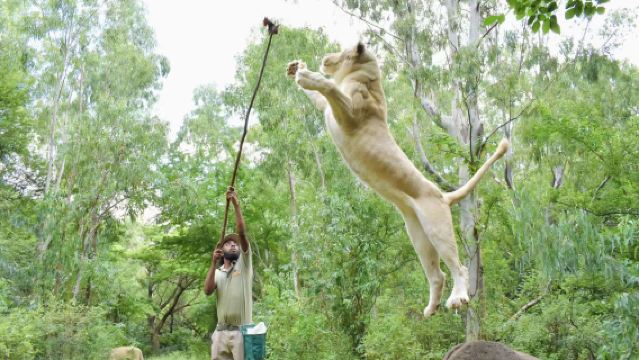 Mauritius Speedboating Dolphin Chase + Casela Zoo (Including Walk with Lions) Day Tour