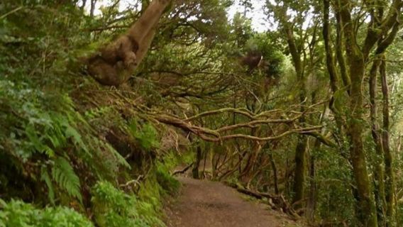 Parque Rural de Anaga: Guided Hiking Tour from Cruz del Carmen + Food Tasting
