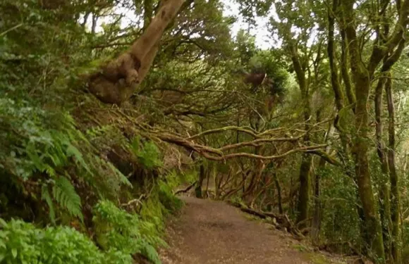 阿納加鄉村公園：克魯斯德爾卡門導覽遠足之旅 + 美食體驗