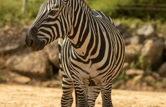 科爾切斯特動物學會：入場門票成人