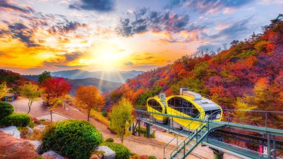 Tour di un giorno alla Valle d'Arte di Pocheon + Giardino Botanico di Morning Calm + Esperienza in Fattoria di Frutta (partenza da Seoul)