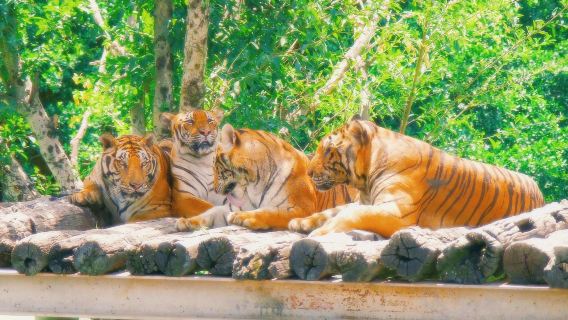 Trasferimento dall'hotel - Tour di un giorno al Bangkok Safari World|Opzione con pasto + biglietto d'ingresso + tour del parco con auto privata